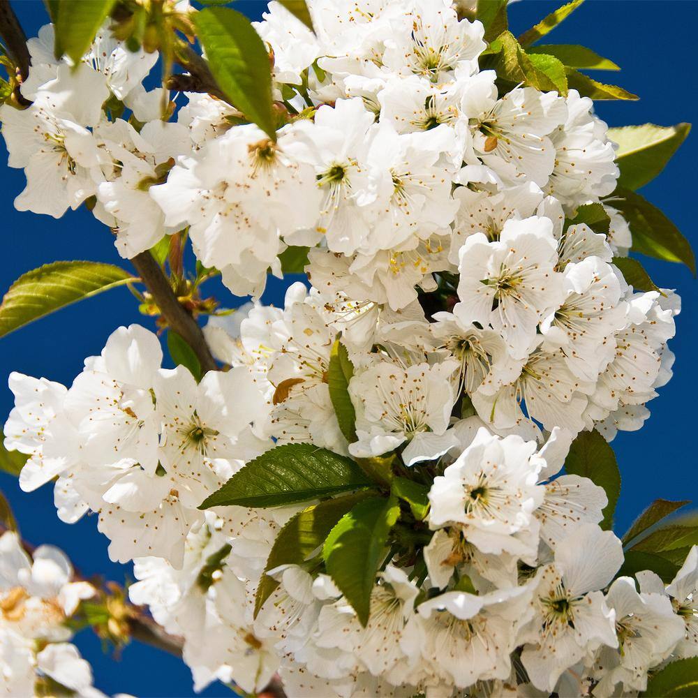 Gurney's North Star Cherry Tree Potted Starter Fruit Tree (1-Pack) 96300
