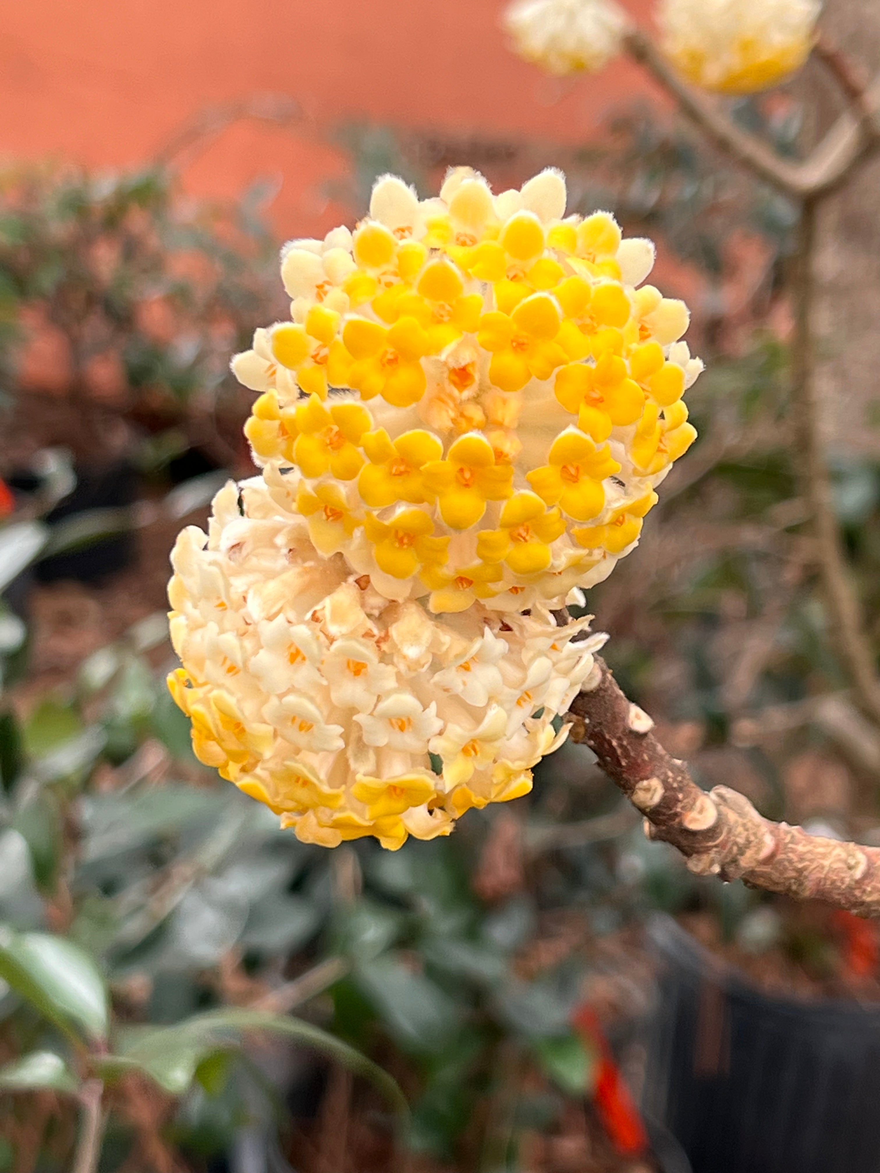 Edgeworthia- Extremely Fragrant, Winter blooming