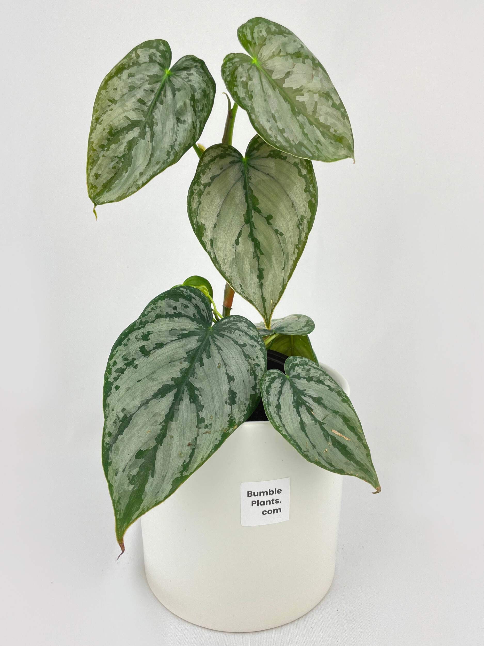 Philodendron Brandtianum Silver Leaf