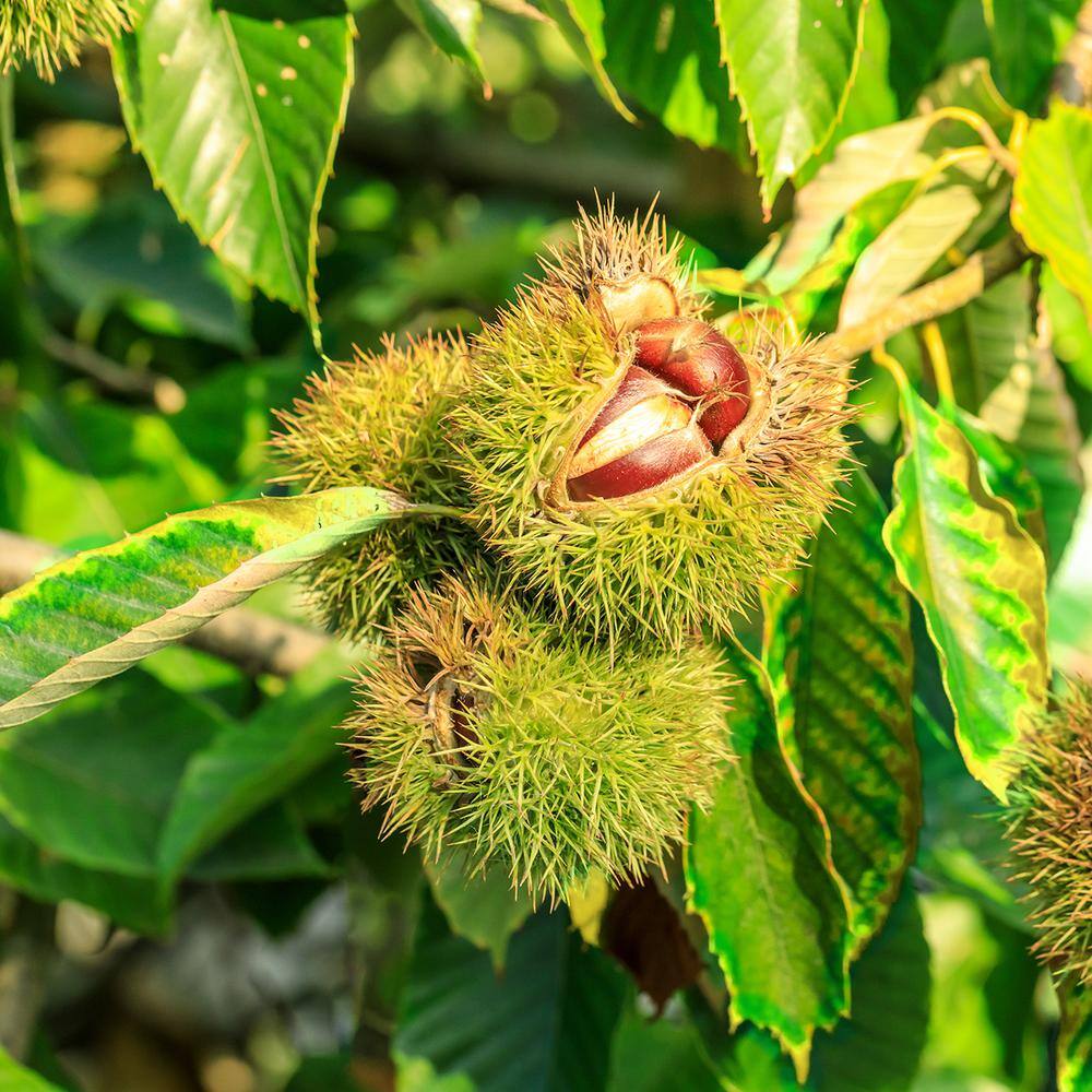 Perfect Plants 5 Gal. American Hybrid Chestnut Tree (2-Pack) THD00413