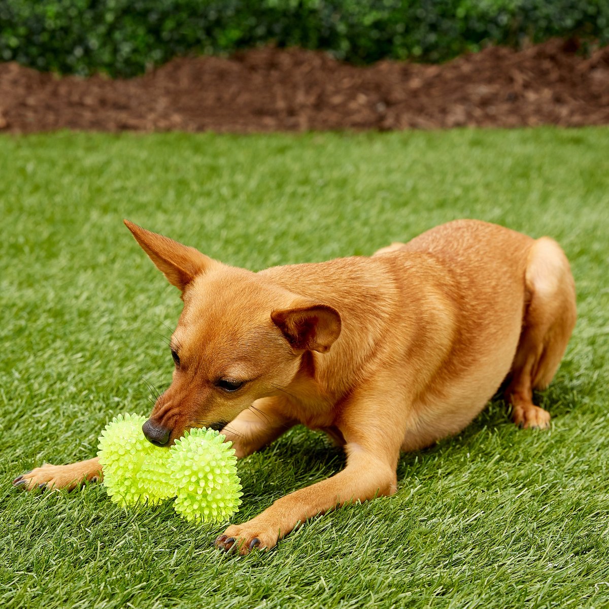 Gnawsome Squeaker Bone Dog Toy， Color Varies