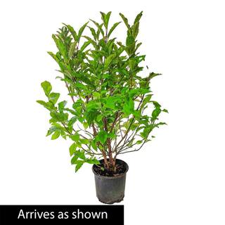 Spring Hill Nurseries 2.25 Gal. Pot Miss Kim Lilac (Syringa) Live Deciduous Shrub (1-Pack) 82948