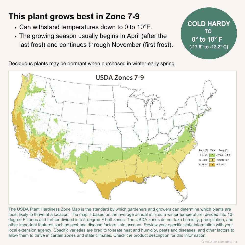 ENCORE AZALEA 1 Gal. Encore Autumn Coral Azalea Shrub with Coral Reblooming Flowers Heavy Summer Blooms 12044