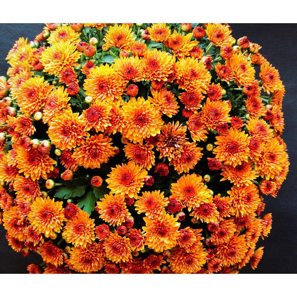 BELL NURSERY 3 Qt. Orange Chrysanthemum Annual Live Plant with Orange Flowers in 8 in. Grower Pot (2-Pack) CHMUM8ORG2PK