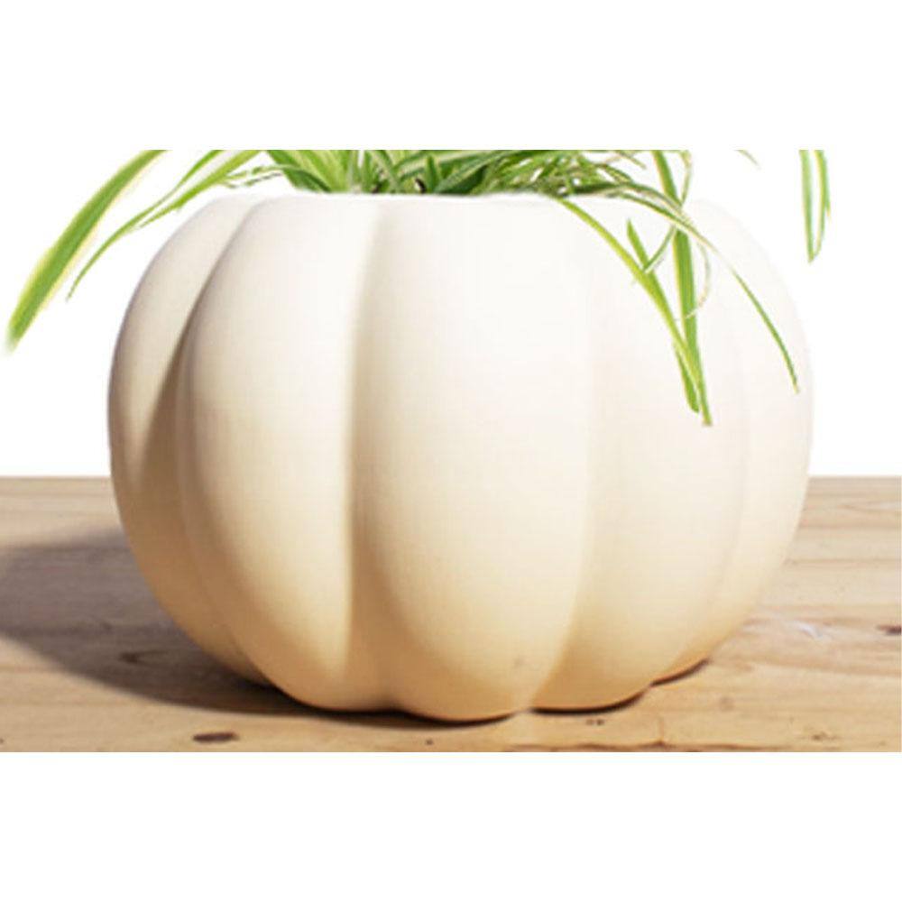 Shop Succulents Ceramic Pumpkin Planter with Spider Plant Houseplant 1-PUMPKIN-SPIDER-4