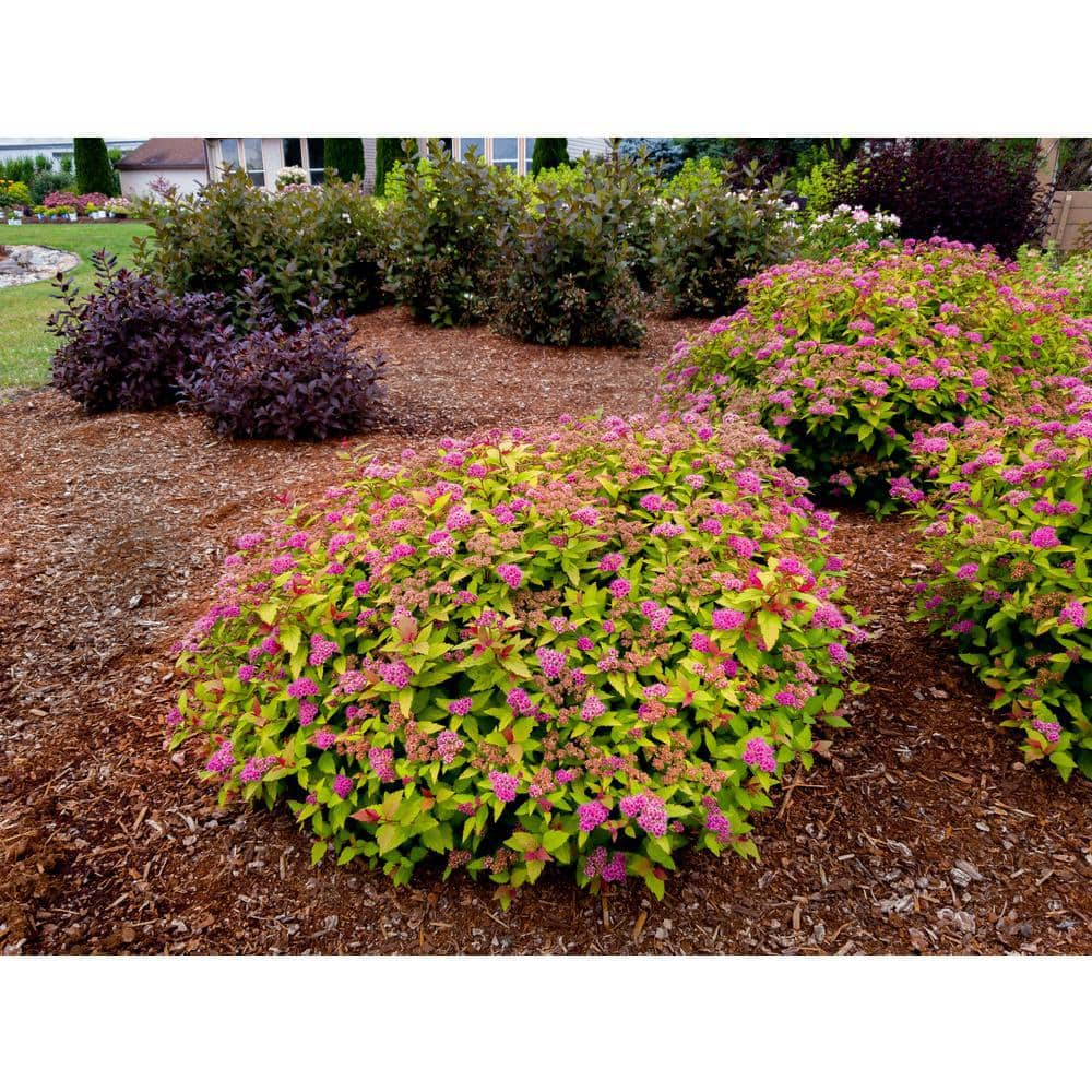 BLOOMIN' EASY Jumbo Pint Rainbow Fizz Spirea (Spiraea) Live Shrub Red Berries to Pretty Pink Flowers DGSP4091