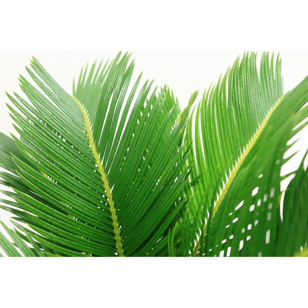 Costa Farms Cycas Revoluta Sago Palm Indoor Plant in 6 in. Two-Tone Ceramic Planter Avg. Shipping Height 1-2 ft. Tall CO.RV06.3.2TO