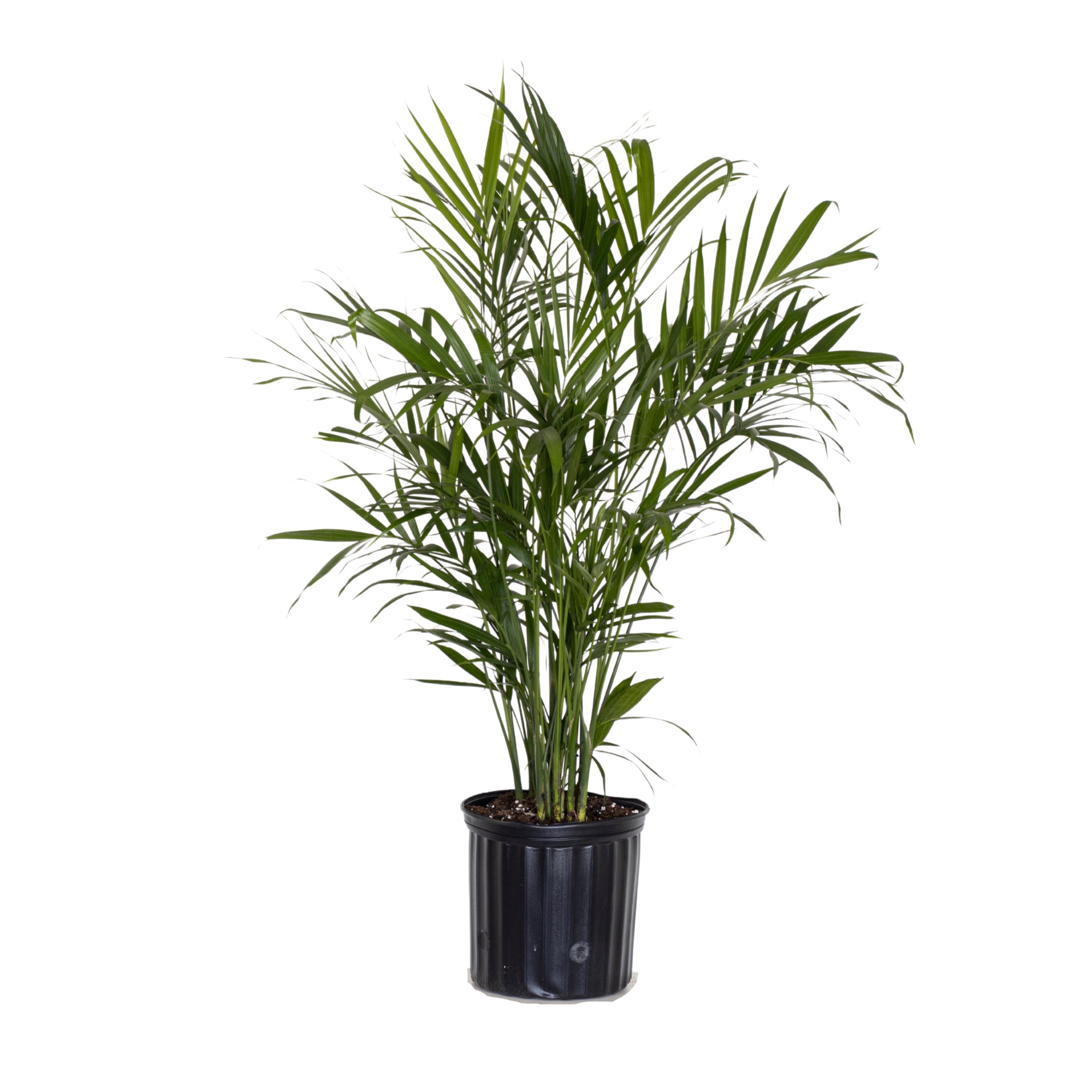 United Nursery Live Cat Palm Plant 28-32 inches Tall in 9.25 inch Grower Pot Bright Green Houseplant