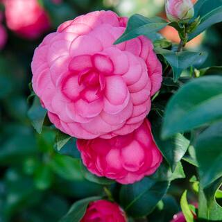 SOUTHERN LIVING 2.5 qt. Early Wonder Camellia Shrub with Formal Pink Double Blooms 7763Q