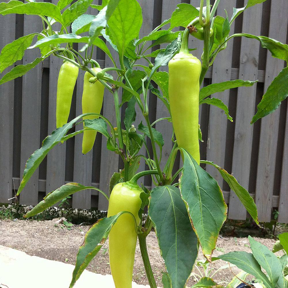 Bonnie Plants 1.19 qt. Hot Banana Pepper Plant (6-Pack) 2300