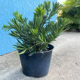 OnlinePlantCenter 3 Gal. Pringles Podocarpus Dwarf Yew Shrub P373G3