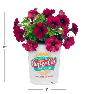 SUPERCAL 1 Qt. Bordeaux SuperCal Petunia Outdoor Annual Plant with Red Flowers (5-Pack) 4770