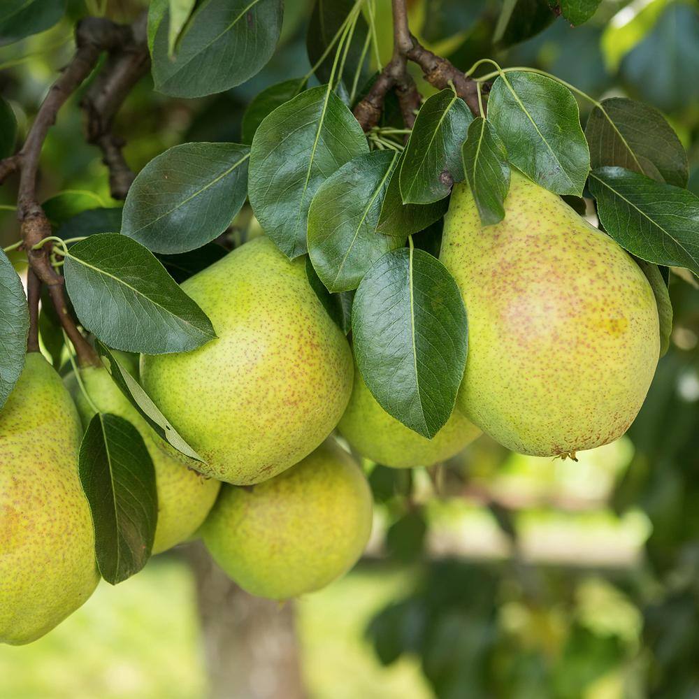 Perfect Plants 4.5 ft. Tall Flordahome Pear Tree Super Low Chill Hour Fruit THD00579