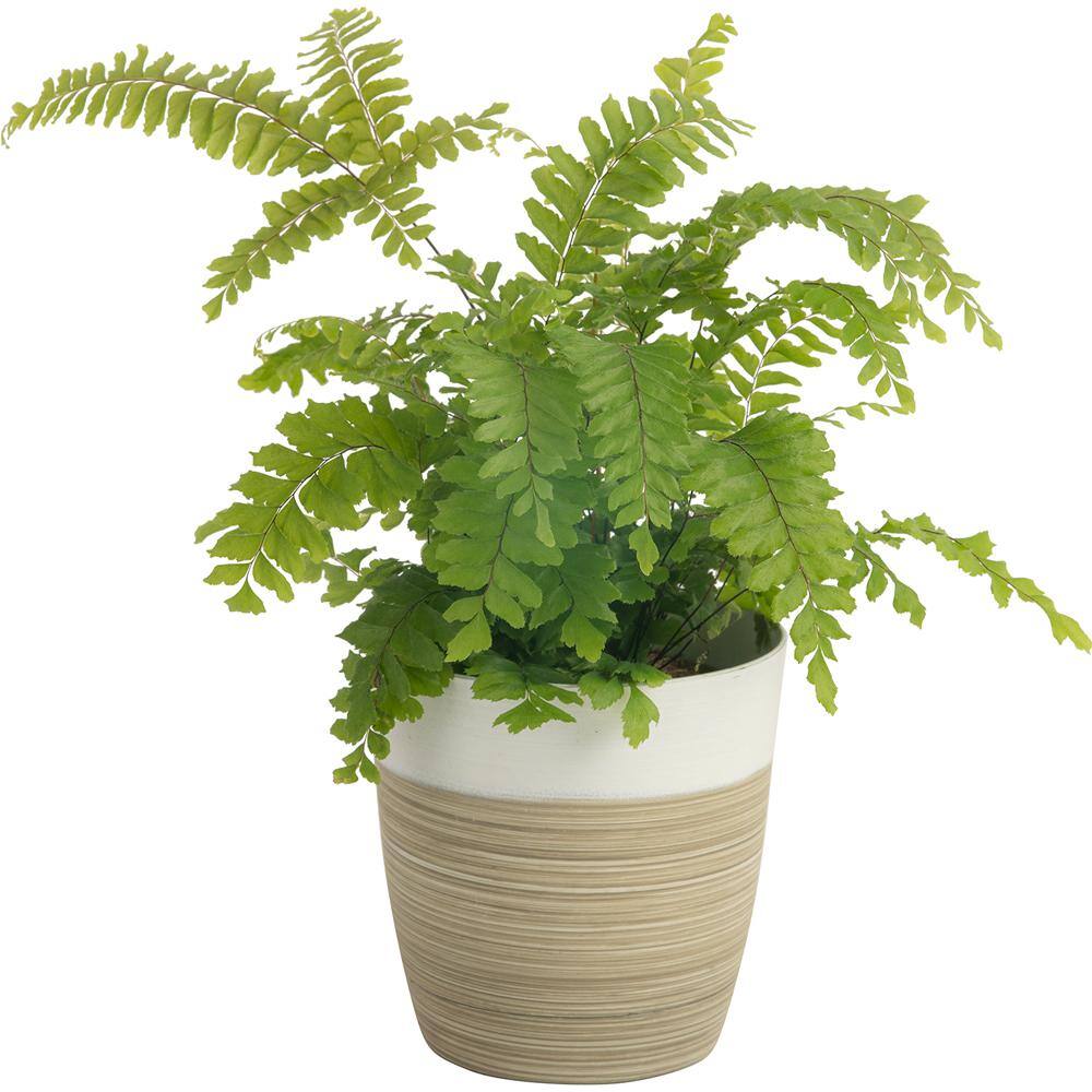 Costa Farms O2 for You Indoor Houseplant Collection in 4 in. Decor Pot Avg. Shipping Height 10 in. Tall (3-Pack) CO.O2FUBAM