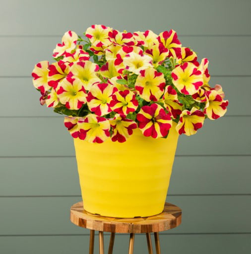 Amore Queen of Hearts 2.5QT Red Yellow Petunia Live Plants Grower Pot (3 Count)