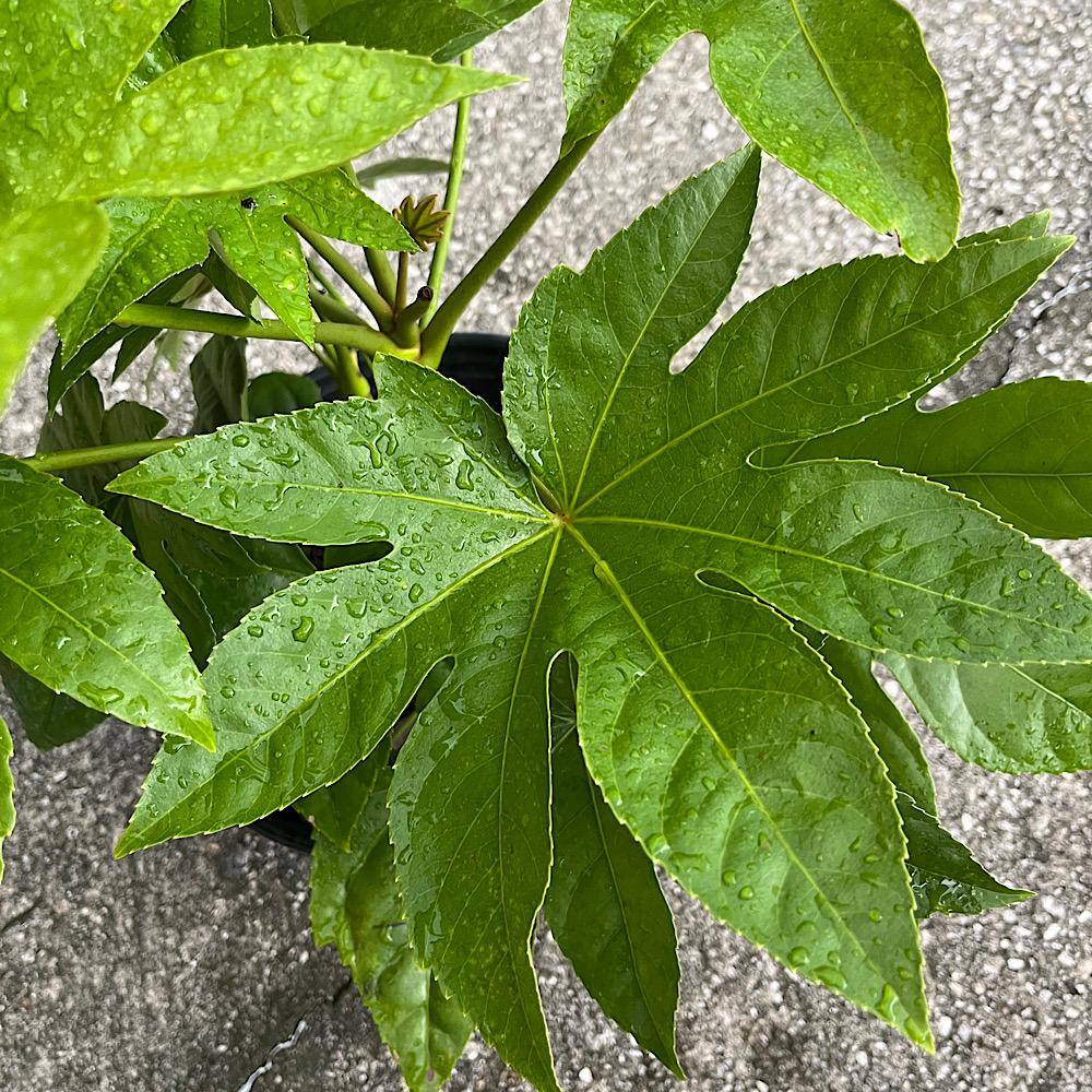 OnlinePlantCenter 3 Gal. BigLeaf Paper Plant Japanese Aralia Shrub with White Flowers FATS001G3