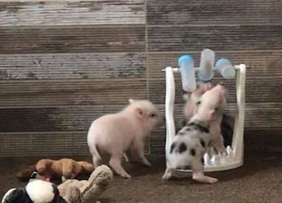 Piggy Poo and Crew Training Slow Feeder Pig Bowl