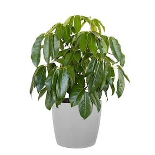 United Nursery Umbrella Tree Schefflera Amate Live Indoor Outdoor Plant in 10 inch Premium Sustainable Ecopots White Grey Pot SAMATE10WG