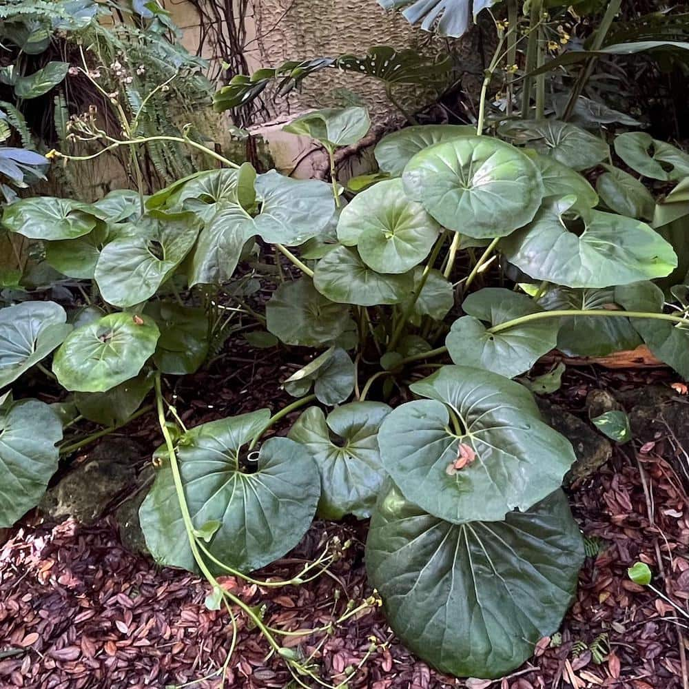 OnlinePlantCenter 3 Gal. Leopard Farfugium Perennial Plant with Yellow Flowers FARF001G3