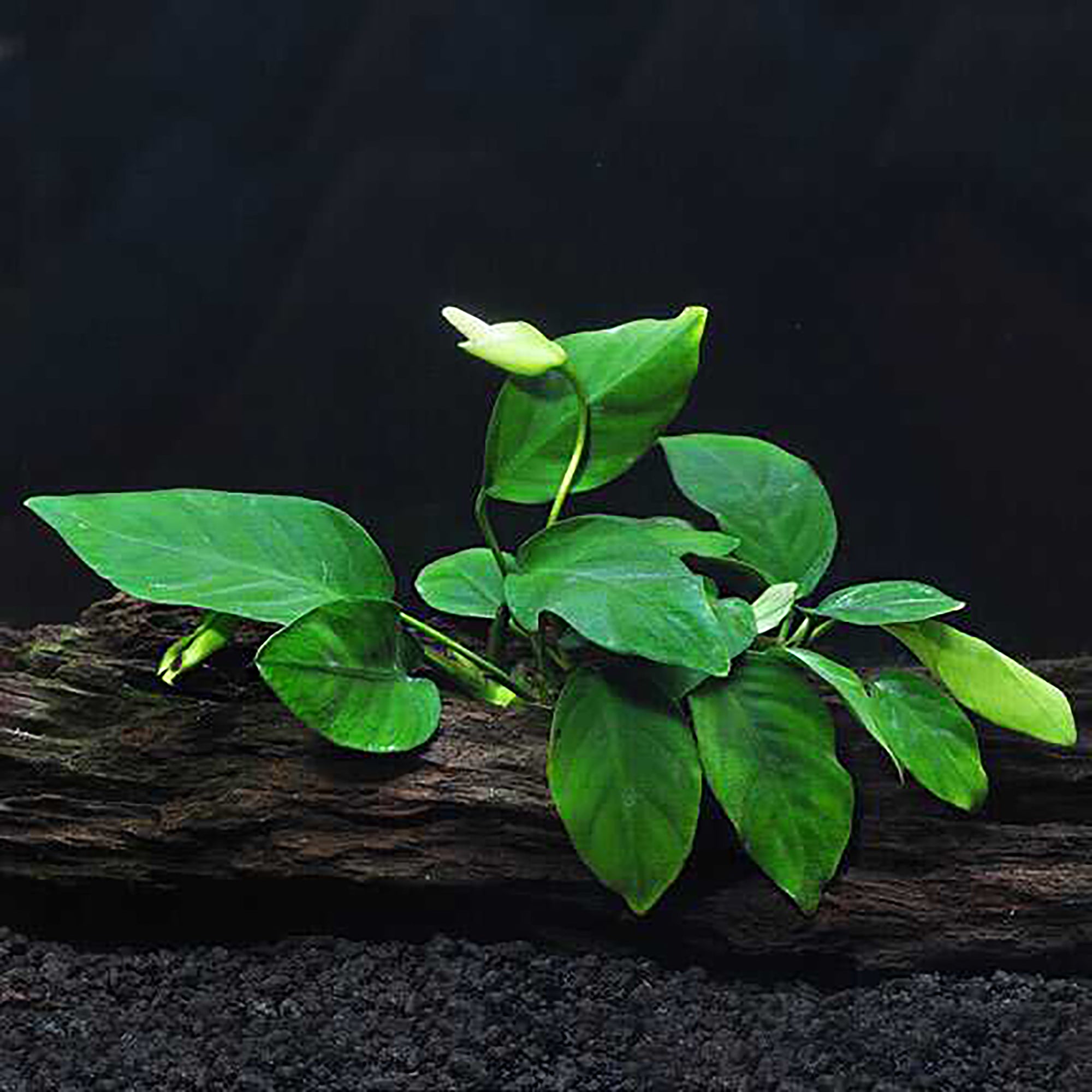 Anubias Barteri (Nana) Bare Root Small Live Aquarium Plants BUY2 GET1 FREE