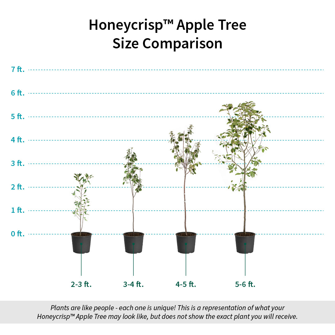 Honeycrisp™ Apple Tree