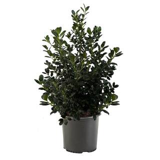 7 Gal. Nellie R. Stevens Holly Shrub with Dark Green Foliage 15820