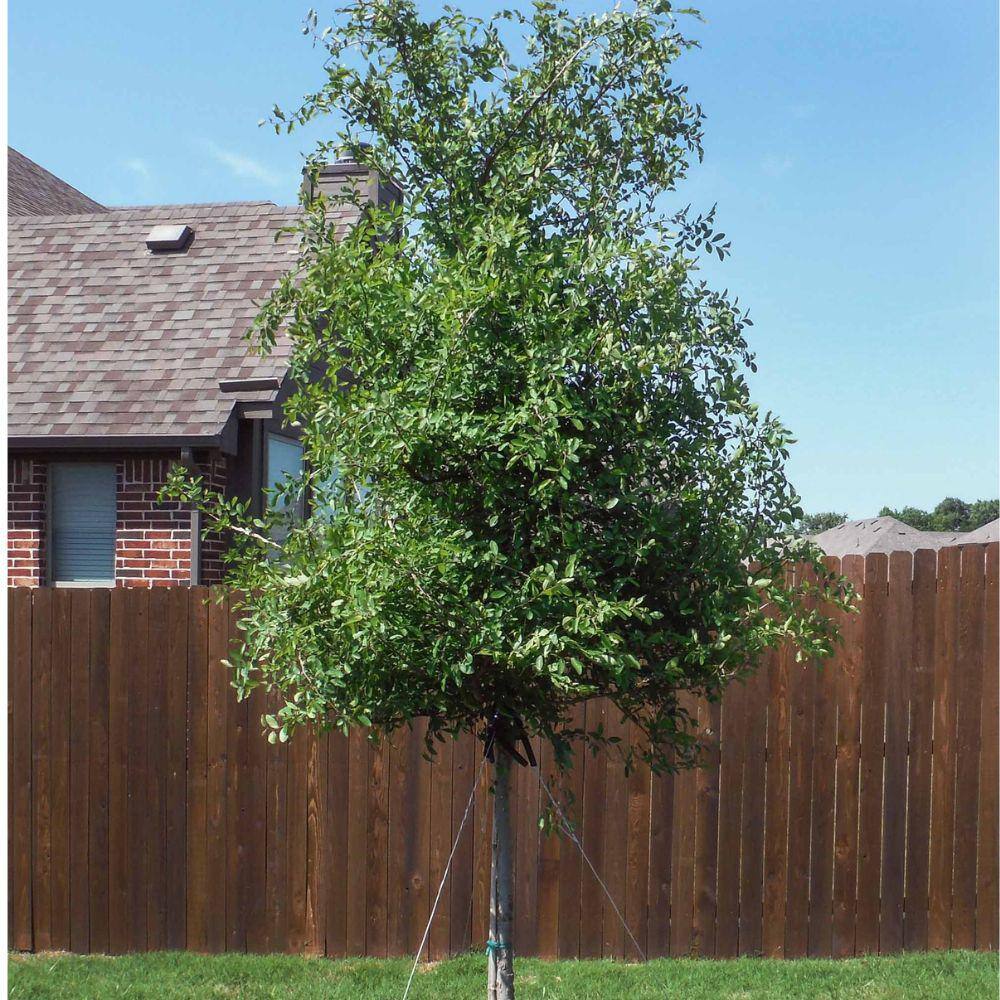 7 Gal. Frontier Elm Shade Tree ELMFRO07G
