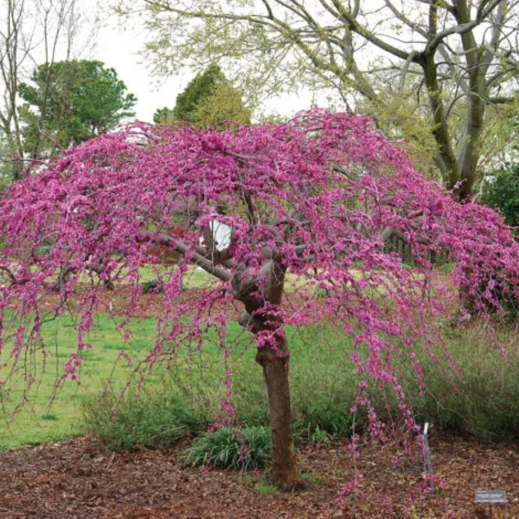 Lavender Twist Weeping Redbud  Tree