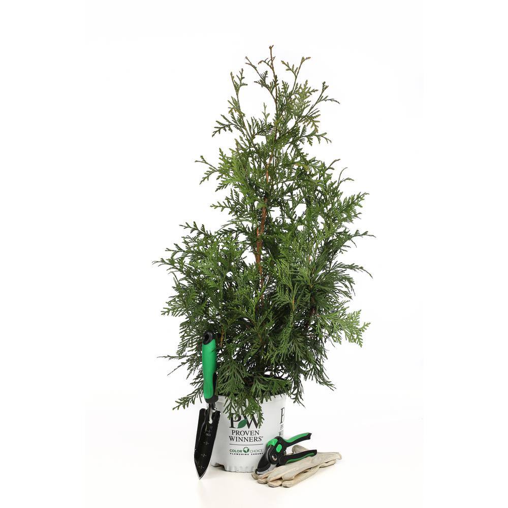 PROVEN WINNERS 1 Gal. Spring Grove Western Arborvitae (Thuja) Live Evergreen Shrub Green Foliage THJPRC1046101