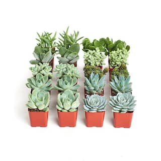 Shop Succulents 2 in. BlueGreen Collection Succulent (Collection of 20) BG20