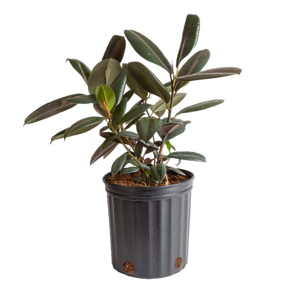 Costa Farms Burgundy Rubber Indoor Plant in 8.75 in. Grower Pot Avg. Shipping Height 2-3 ft. Tall 10BURG