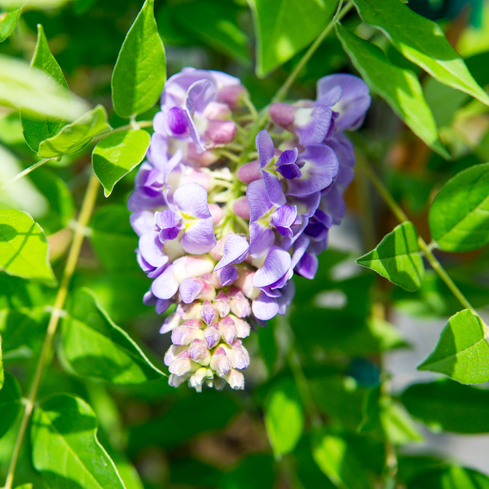 Amethyst Falls Purple Wisteria in 1 Gal. Grower's Pot - Purple Blooms - Perfect For Trellis or Arbor