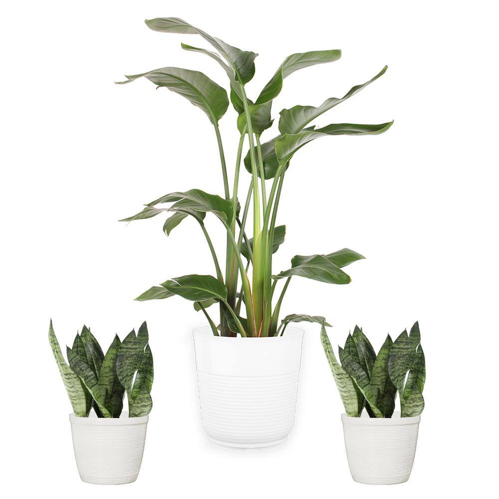 Vigoro 10 in. White Bird of Paradise and (2) 6 in. Sansevieria Snake Plant in White Decor Planter (3 Pack) ML-WSA-S-VPW-03