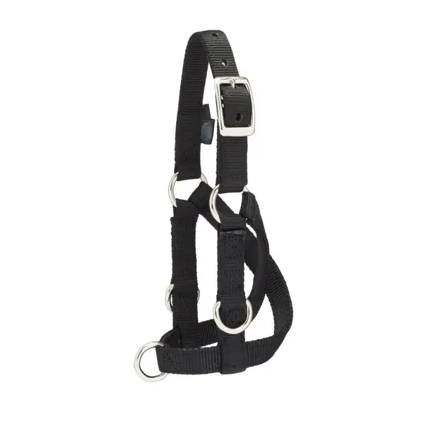 Weaver Livestock Sheep and Goat Training Halter