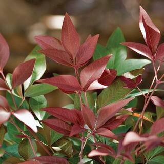 SOUTHERN LIVING 2 Gal. Obsession Nandina Live Evergreen Shrub Brilliant-Red New Foliage 43142