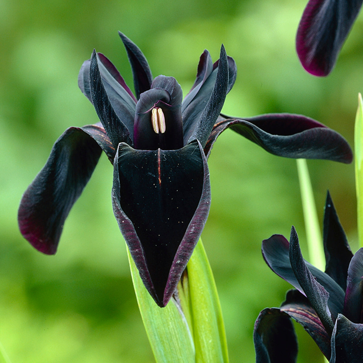 Van Zyverden Iris Black Chrysographes Set of 3 Bulbs Black Part Sun