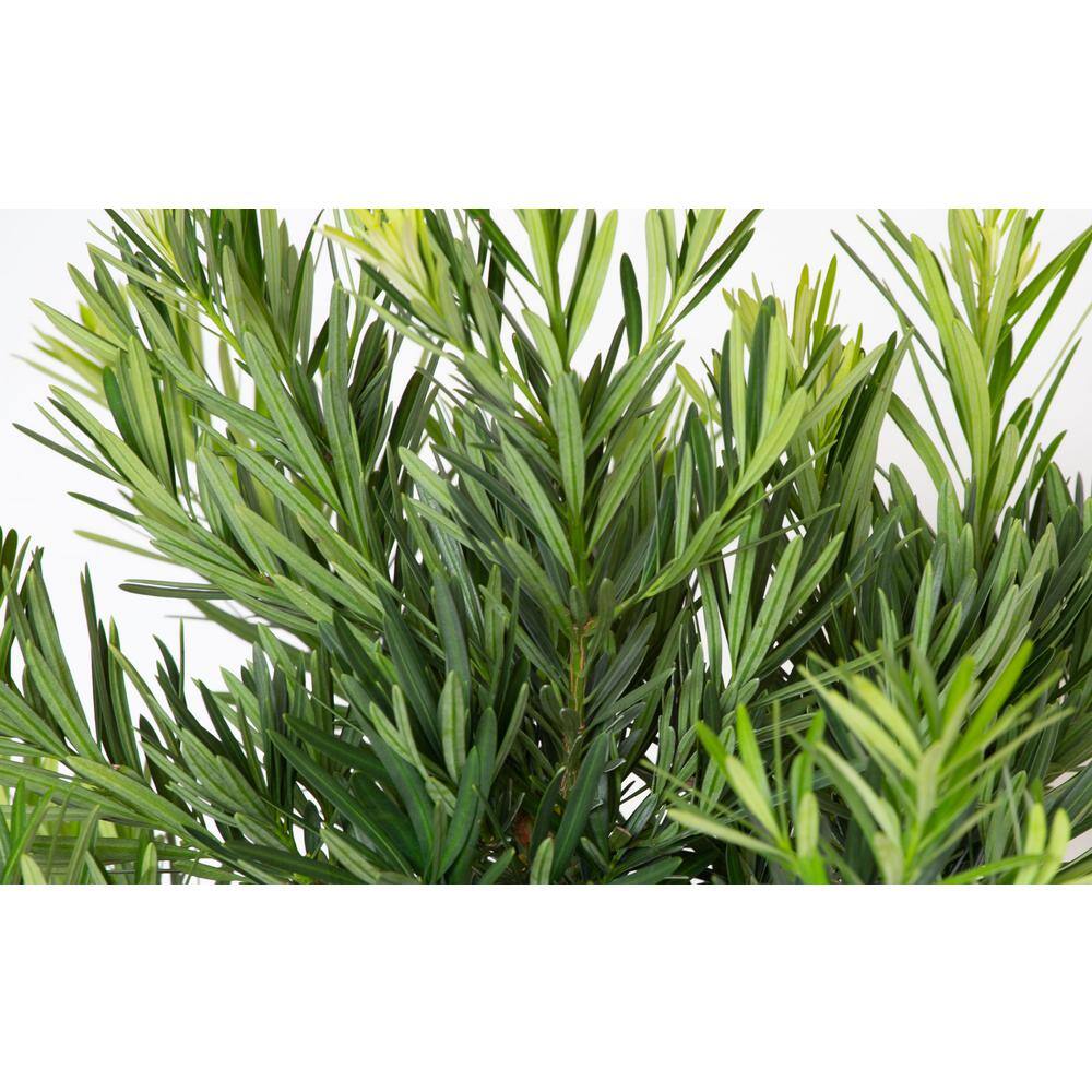 FLOWERWOOD 2.5 Gal. Pringles Dwarf Yew Evergreen Shrub 48493FL