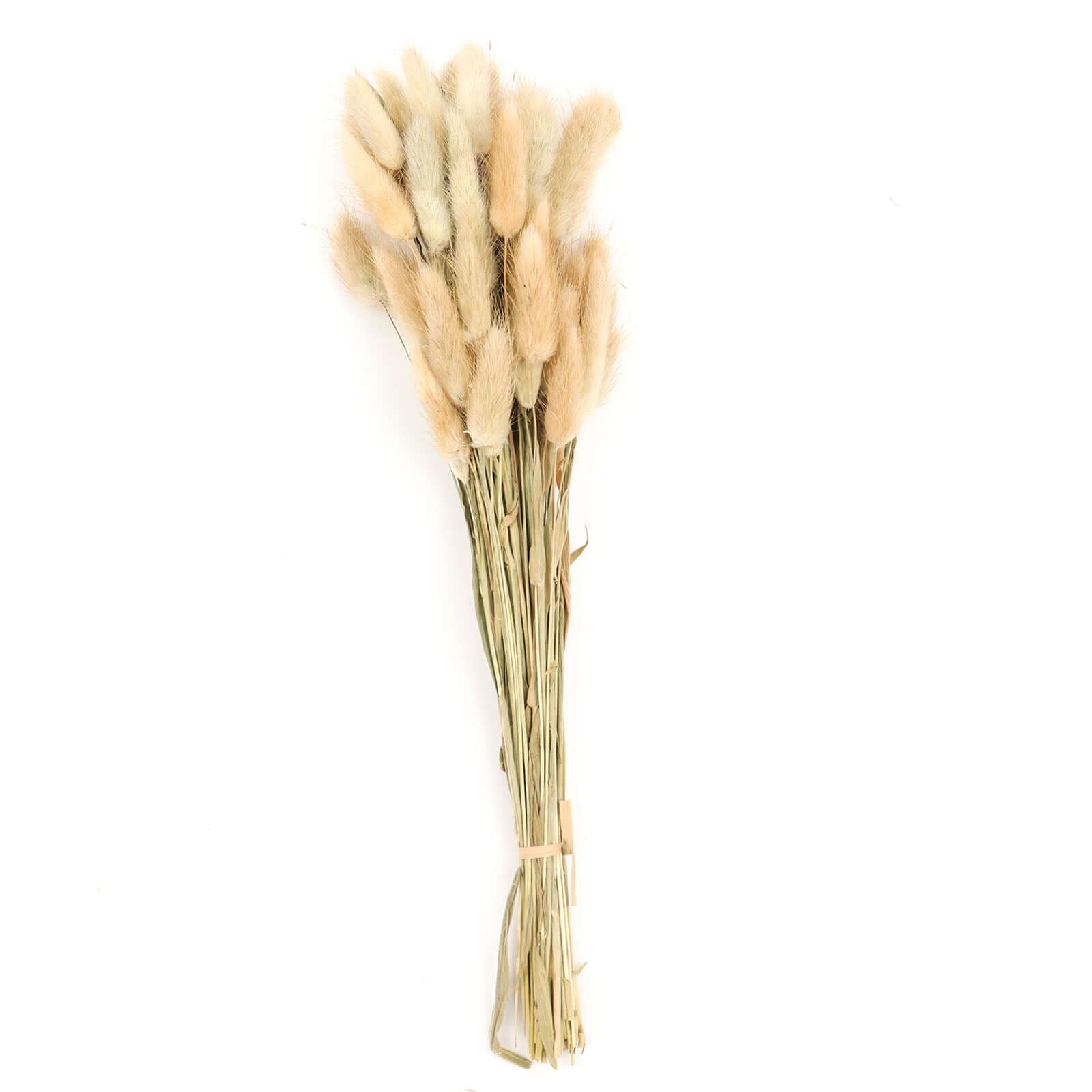 50 Pack Natural Rabbit Tail Dried Pampas Grass Flower Bouquets, Boho Stem Arrangements 15