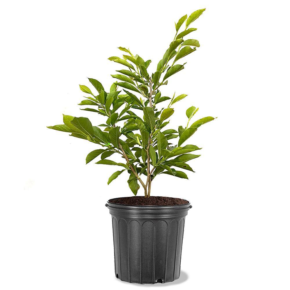 #1 Windmill Palm (2-Pack) THD00097