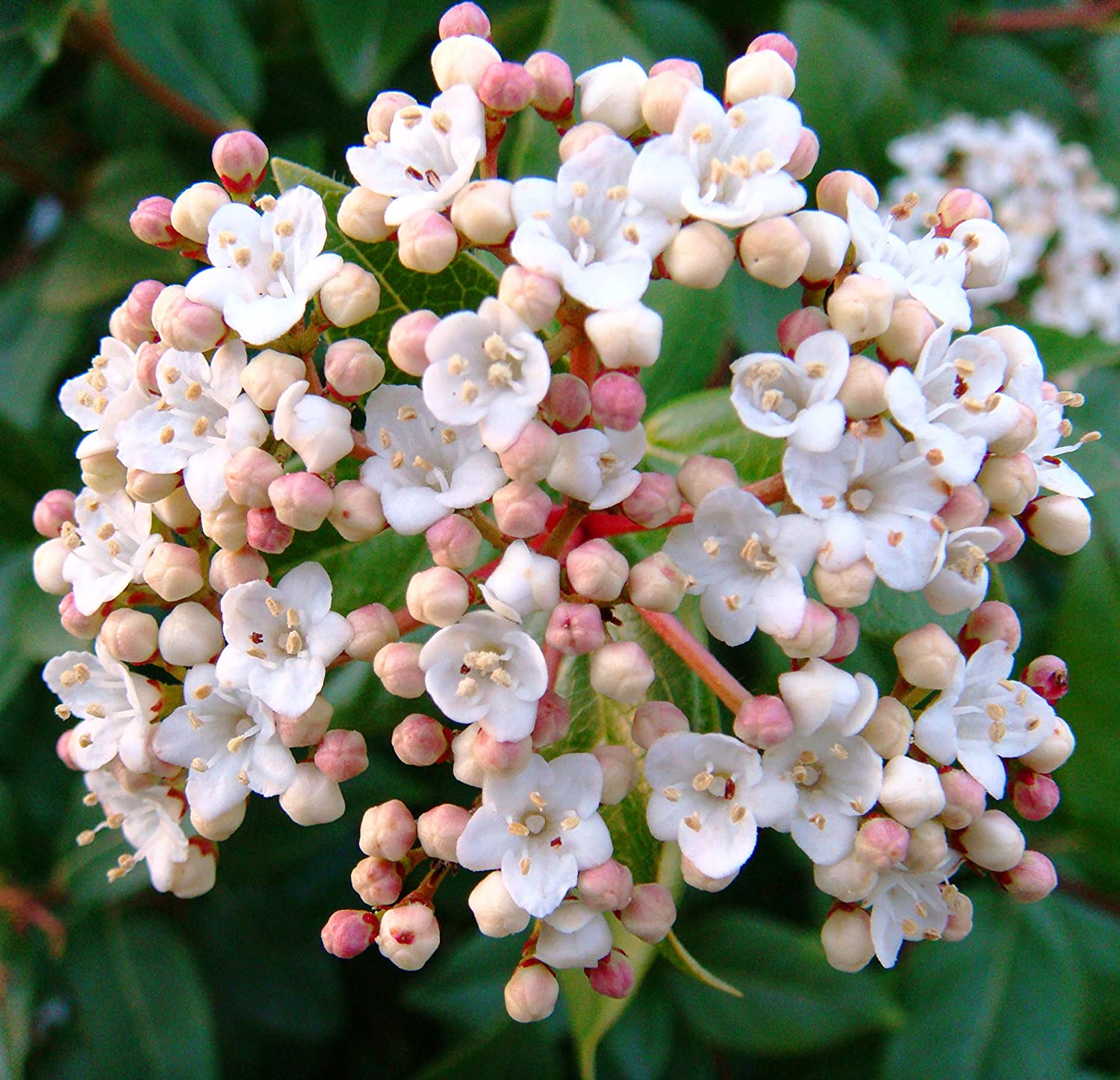 Spring Bouquet Viburnum Shrub