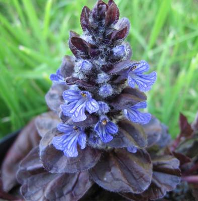 Classy Groundcovers - Bugleweed 'Black Scallop' Creeping Carpet Bugle 'Black Scallop'， Sicklewort 'Black Scallop'， Carpenter's Herb 'Black Scallop' {25 Pots - 3 1/2 inch Square}