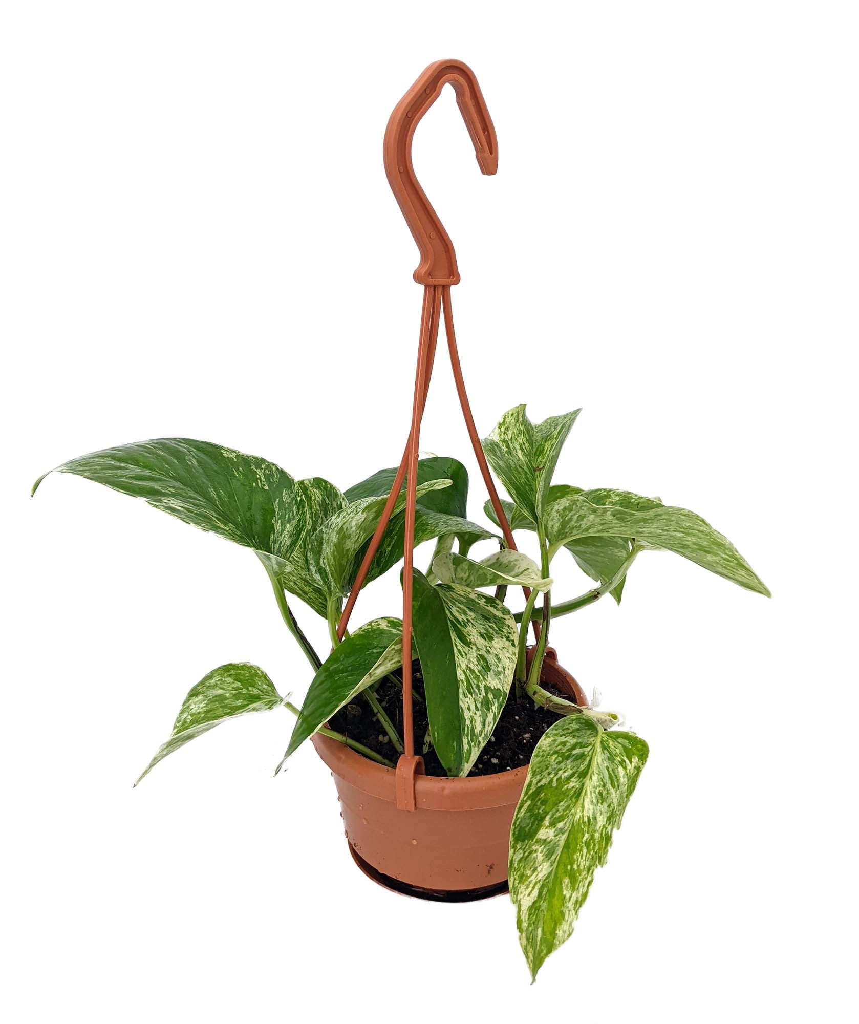 Marble Queen Devil's Ivy - Pothos - 4