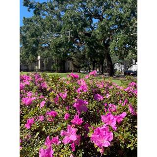 ENCORE AZALEA 1 Gal. Autumn Lilac Encore Azalea Shrub with Lavender Purple Reblooming Flowers 80331
