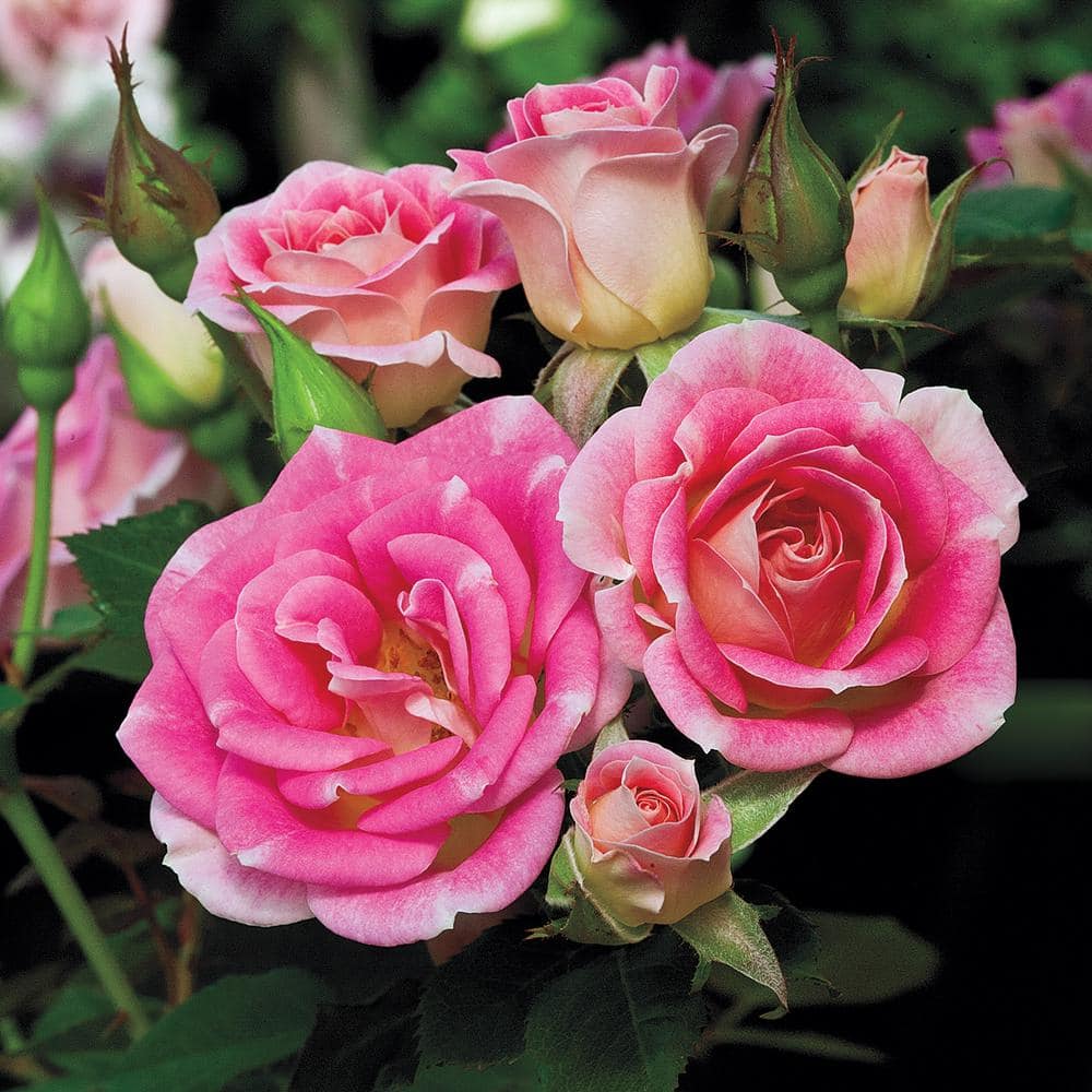 Spring Hill Nurseries Whimsy Miniature Rose Dormant Bare Root Plant with Pink Flowers (1-Pack) 86074