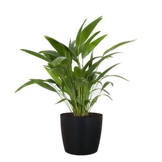 United Nursery Chinese Fan Palm Live Indoor Outdoor Plant in 10 inch Premium Sustainable Ecopots Dark Grey Pot FPALM10DG