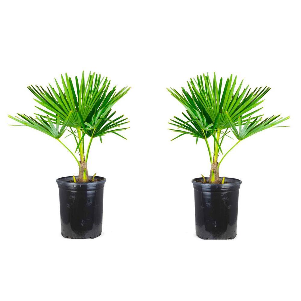 Online Orchards 1 Gal. Windmill Cold Hardy Palm Tree (2-Pack) SBPM001