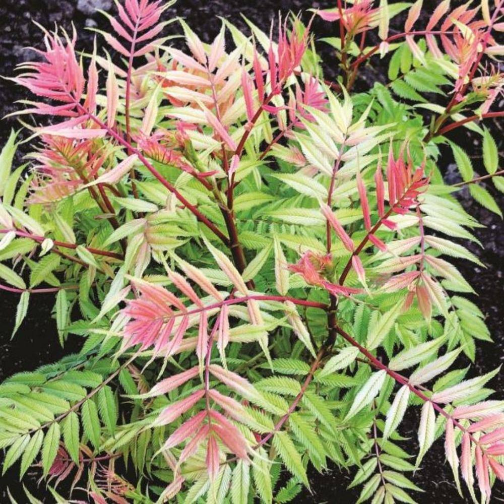BLOOMIN' EASY Jumbo Pint Cherry On Top Sorbaria Live Shrub White Flowers DGSR4039