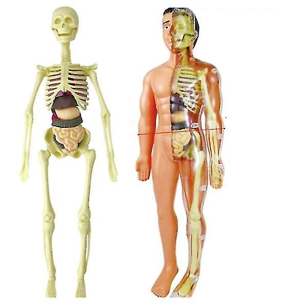 3d Human Body Torso Model Educational Assembly Learning Diy Toys