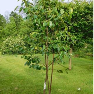 SOUTHERN LIVING 5 gal. Ichi Ki Kei Jiro Persimmon Tree PERICH05G