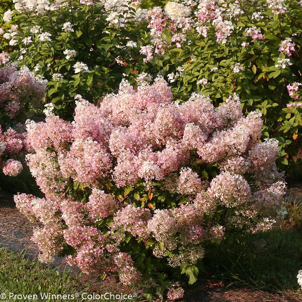 PROVEN WINNERS 4.5 in. Qt. Bobo Hardy Hydrangea (Paniculata) Live Shrub White to Pink Flowers HYDPRC1087800